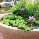 1 PCS Seeds 'Bride' Red Lotus Flower Water Lily Flower Aquatic Plants 1 PCS Seeds 'Bride' Red Lotus Flower Water Lily Flower Aquatic Plants