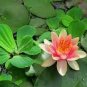 1 PCS Seeds 'Bride' Red Lotus Flower Water Lily Flower Aquatic Plants