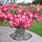 2 PCS Seeds 'Chounv Wudi' Adenium Desert Rose