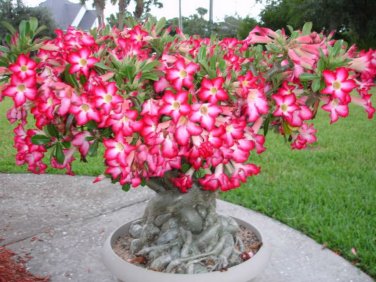 2 PCS Seeds 'Chounv Wudi' Adenium Desert Rose