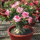 2 PCS Seeds 'Color Butterfly' Desert Rose White Red Adenium