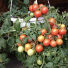 300 PCS Seeds 'Colorful Cherry' Indeterminate Tomato Organic 300 PCS Seeds 'Colorful Cherry' Indeterminate Tomato Organic