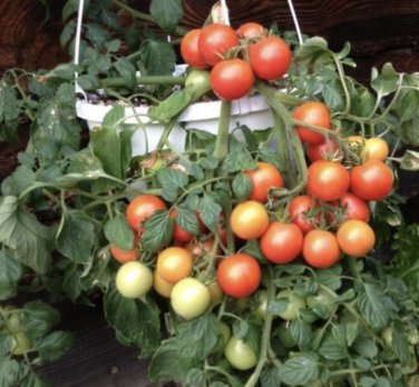 300 PCS Seeds 'Colorful Cherry' Indeterminate Tomato Organic