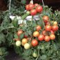 300 PCS Seeds 'Colorful Cherry' Indeterminate Tomato Organic
