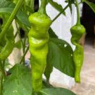 30 PCS Seeds 'Cow-horn' Large Long Cayenne Pepper Vegetable 30 PCS Seeds 'Cow-horn' Large Long Cayenne Pepper Vegetable