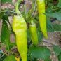 30 PCS Seeds 'Cow-horn' Large Long Cayenne Pepper Vegetable