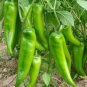 30 PCS Seeds 'Cow-horn' Large Long Cayenne Pepper Vegetable
