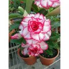 2 PCS Seeds 'Cyclone' Double Adenium Desert Rose
