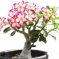 2 PCS Seeds 'Cyclone' Double Adenium Desert Rose