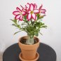 2 PCS Seeds 'Cyclone' Double Adenium Desert Rose