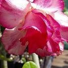 2 PCS Seeds 'dancing pink girl' Adenium Desert Rose