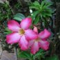 2 PCS Seeds 'dancing pink girl' Adenium Desert Rose