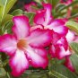 2 PCS Seeds 'dancing pink girl' Adenium Desert Rose