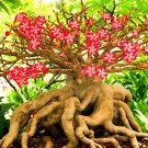 2 PCS Seeds 'Dazzling Girl' Colorful Adenium Desert Rose Bonsai