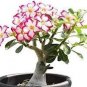 2 PCS Seeds 'Dazzling Girl' Colorful Adenium Desert Rose Bonsai