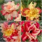 2 PCS Seeds 'Dazzling Girl' Colorful Adenium Desert Rose Bonsai