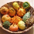 8 PCS Seeds 'Diamon' Pumpkin Ornamental Edible Vegetable