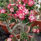2 PCS Seeds 'Double Moons' Adenium Obesum Indoor Bonsai Desert Rose 2 PCS Seeds 'Double Moons' Adenium Obesum Indoor Bonsai Desert Rose