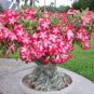 2 PCS Seeds 'Double Moons' Adenium Obesum Indoor Bonsai Desert Rose