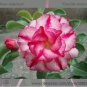 2 PCS Seeds 'Double Moons' Adenium Obesum Indoor Bonsai Desert Rose