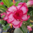 2 PCS Seeds 'Dragon Siam' Dark Red Desert Rose Adenium Obesum