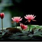 1 PCS Seeds 'Empress Wu' Red Lotus Flower Water Lily Flower Aquatic Plants DIY 1 PCS Seeds 'Empress Wu' Red Lotus Flower Water Lily Flower Aquatic Plants DIY