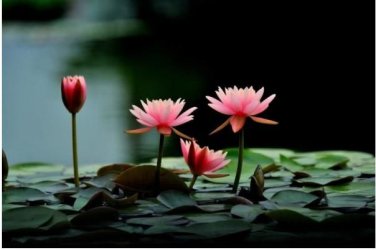 1 PCS Seeds 'Empress Wu' Red Lotus Flower Water Lily Flower Aquatic Plants DIY