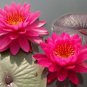 1 PCS Seeds 'Empress Wu' Red Lotus Flower Water Lily Flower Aquatic Plants DIY
