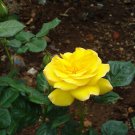 50 PCS Seeds 'Euro Tri' Yellow Rose Shrub Flower