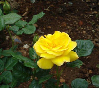 50 PCS Seeds 'Euro Tri' Yellow Rose Shrub Flower