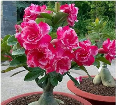 2 PCS Seeds 'Feng Hei' Adenium Desert Rose Bonsai