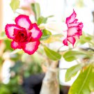 2 PCS Seeds 'Feng Wu' Double Adenium Desert Rose 2 PCS Seeds 'Feng Wu' Double Adenium Desert Rose