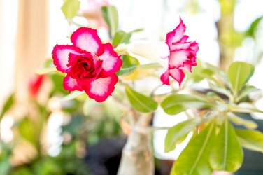 2 PCS Seeds 'Feng Wu' Double Adenium Desert Rose