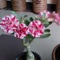 2 PCS Seeds 'Feng Wu' Double Adenium Desert Rose