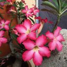 2 PCS Seeds 'Fire Down Below' Adenium Desert Rose 2 PCS Seeds 'Fire Down Below' Adenium Desert Rose
