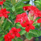 2 PCS Seeds 'Fire Fenghwang' Adenium Obesum Flower 2 PCS Seeds 'Fire Fenghwang' Adenium Obesum Flower