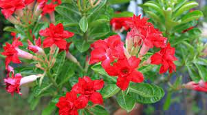 2 PCS Seeds 'Fire Fenghwang' Adenium Obesum Flower