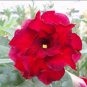 2 PCS Seeds 'Fire Fenghwang' Adenium Obesum Flower