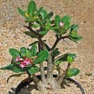 2 PCS Seeds 'Five Stars' Green Desert Rose