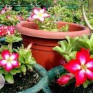 2 PCS Seeds 'Fragrant Delight' Adenium Obesum Bangkok kalachuchi Flower 2 PCS Seeds 'Fragrant Delight' Adenium Obesum Bangkok kalachuchi Flower
