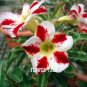 2 PCS Seeds 'Fragrant Delight' Adenium Obesum Bangkok kalachuchi Flower