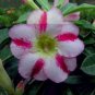 2 PCS Seeds 'Fragrant Delight' Adenium Obesum Bangkok kalachuchi Flower