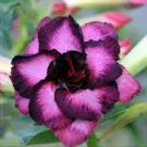 2 PCS Seeds 'Ge Woo' Taiwan Adenium Desert Rose 2 PCS Seeds 'Ge Woo' Taiwan Adenium Desert Rose