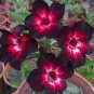 2 PCS Seeds 'Ge Woo' Taiwan Adenium Desert Rose