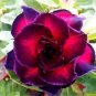 2 PCS Seeds 'Ge Woo' Taiwan Adenium Desert Rose
