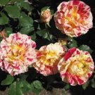 200 PCS Seeds 'George Burns' Striped Roses 200 PCS Seeds 'George Burns' Striped Roses