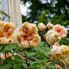 50 PCS Seeds 'Gloire de Dijon' Subtle Fragranced Climbing Rose 50 PCS Seeds 'Gloire de Dijon' Subtle Fragranced Climbing Rose
