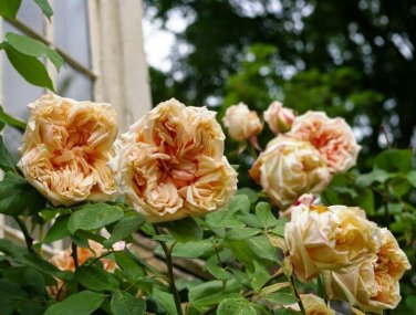 50 PCS Seeds 'Gloire de Dijon' Subtle Fragranced Climbing Rose