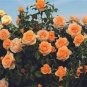 50 PCS Seeds 'Gloire de Dijon' Subtle Fragranced Climbing Rose
