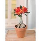 2 PCS Seeds 'Golden Carrot' Gold Red Adenium Obesum Desert Rose